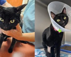 Cat with cancer was returned to shelter three times — rescue saves her life and gives her a second chance
