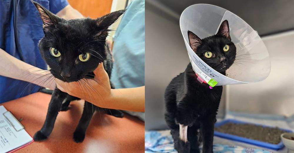 Cat with cancer was returned to shelter three times — rescue saves her life and gives her a second chance