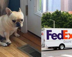 French bulldog stolen by FedEx driver, dies in hot truck as he continues deliveries