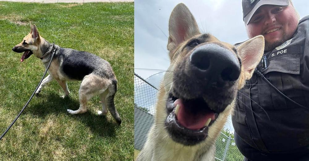 German Shepherd rescued from hot car gets adopted by responding officer