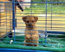 Puppy Kept Outside In A Birdcage Didn’t Know What It Was Like To Be A Pet