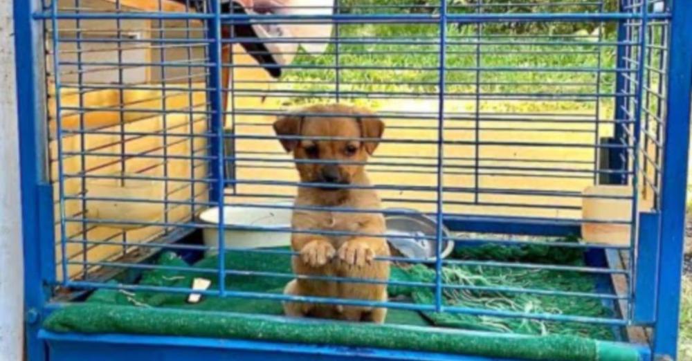 Puppy Kept Outside In A Birdcage Didn’t Know What It Was Like To Be A Pet