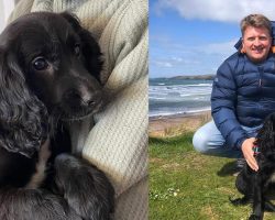 Ariel, abandoned dog born with six legs, has finally been adopted — congrats