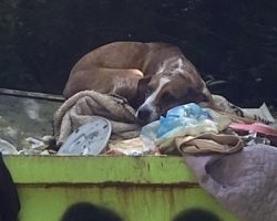 Dog was thrown away in dumpster, in danger of being euthanized — now she’s getting a second chance