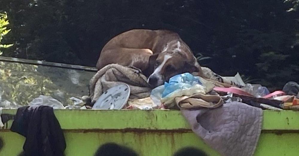 Dog was thrown away in dumpster, in danger of being euthanized — now she’s getting a second chance