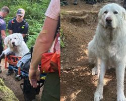 Rescue team carries 160-pound dog mountain trail after he was injured on hike, refused to move