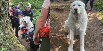 Rescue team carries 160-pound dog mountain trail after he was injured on hike, refused to move