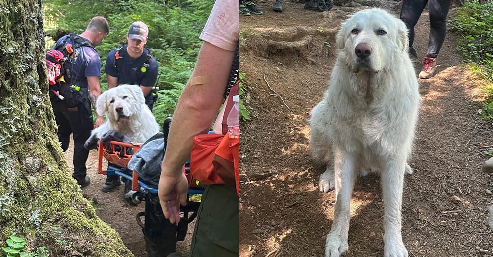 Rescue team carries 160-pound dog mountain trail after he was injured on hike, refused to move