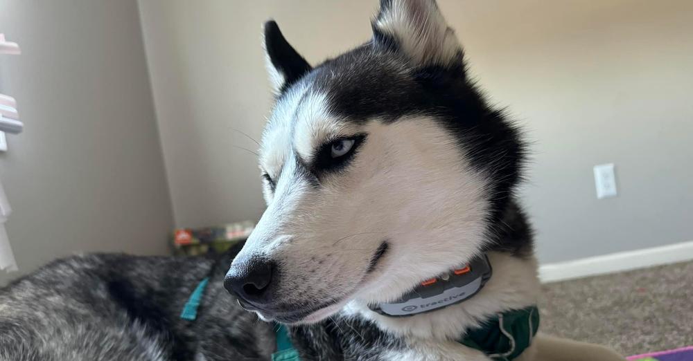 Woman notices her rescue husky acting strangely — then realizes how he saved her life