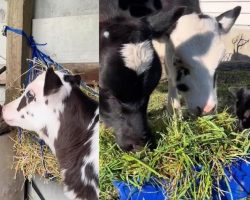 Cows share their meal with cat after accepting him to their herd: “Part of the gang”