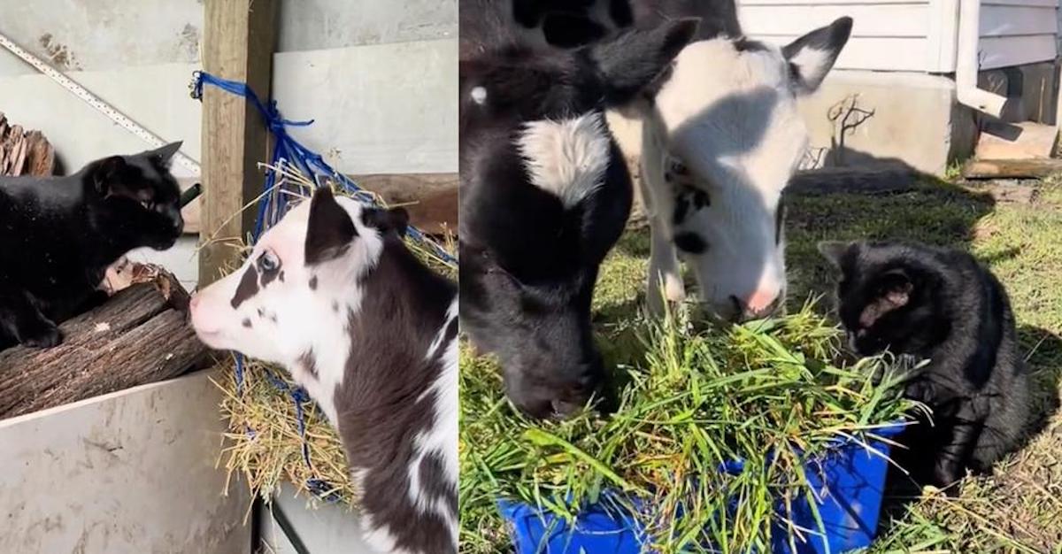 Cows share their meal with cat after accepting him to their herd: “Part of the gang”