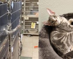 Clever “escape artist” cat impressively breaks out of shelter kennel — soon gets good news
