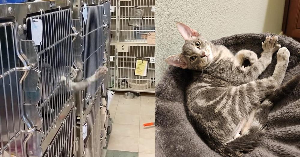Clever “escape artist” cat impressively breaks out of shelter kennel — soon gets good news