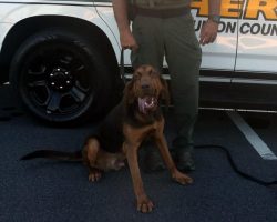 K9 bloodhound tracks scent to help autistic, non-verbal boy get home
