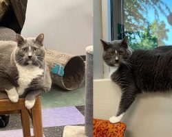 Chonky shelter cat looking for forever home that will help him shed pounds: “XL cat with an XL personality”