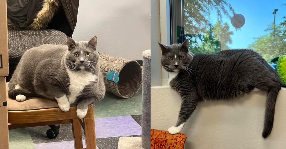 Chonky shelter cat looking for forever home that will help him shed pounds: “XL cat with an XL personality”