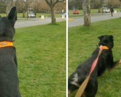 Dog Sees Another Approaching In The Distance, Realizes She Knows Him