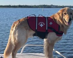 Golden retriever disappeared in river after boating accident — 36 hours later owners get miracle news