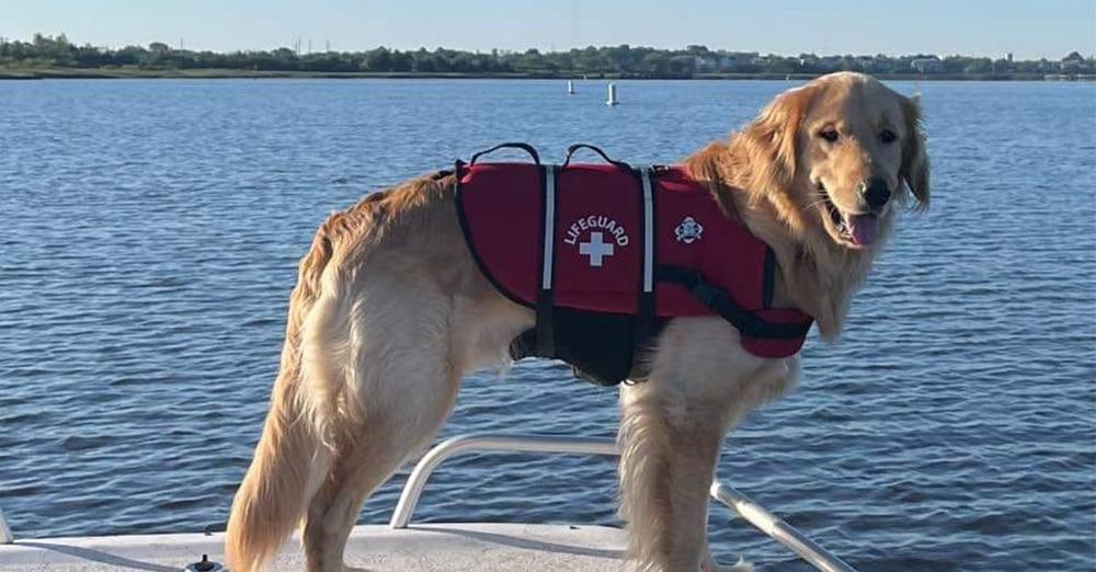 Golden retriever disappeared in river after boating accident — 36 hours later owners get miracle news