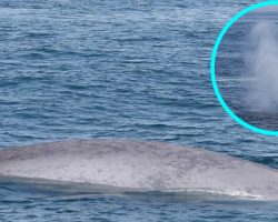 Massachusetts whale watchers get extremely rare sight of blue whale, world’s largest animal: “In total awe”