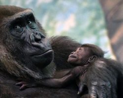 Critically endangered western lowland gorilla born at zoo — welcome to the world