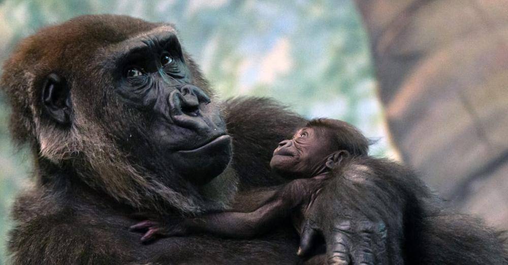 Critically endangered western lowland gorilla born at zoo — welcome to the world