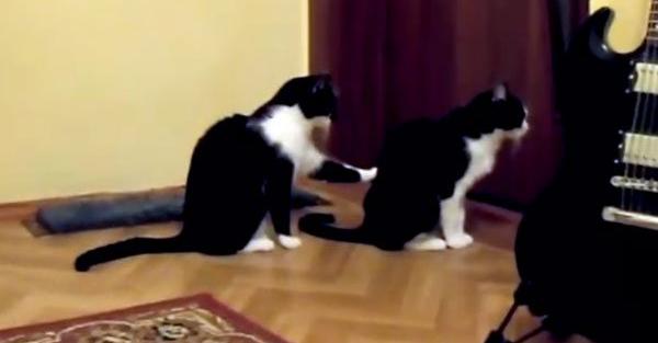Cat Hilariously Tries To Apologize To His Best Friend