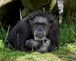 Betty, Dublin Zoo’s longest resident and oldest chimp in human care, dead at 62 — rest in peace