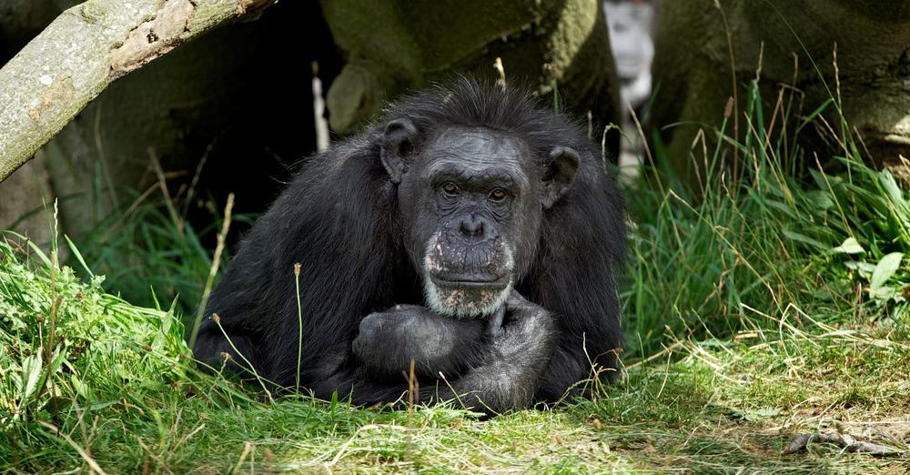 Betty, Dublin Zoo’s longest resident and oldest chimp in human care, dead at 62 — rest in peace