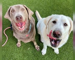Inseparable dog siblings needed a new home together after ending up in shelter — now they have good news