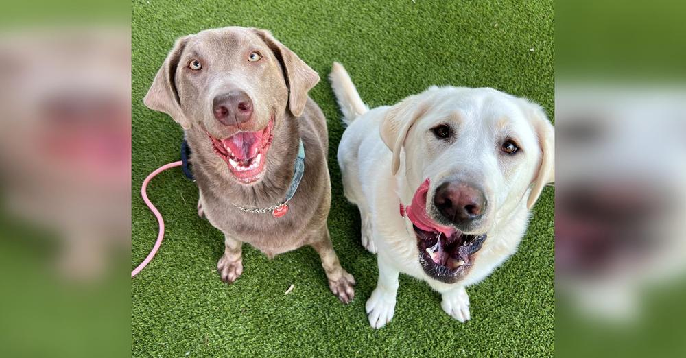 Inseparable dog siblings needed a new home together after ending up in shelter — now they have good news