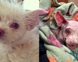 Chihuahua reunites with owner 9 years after being stolen: “Our baby is back”
