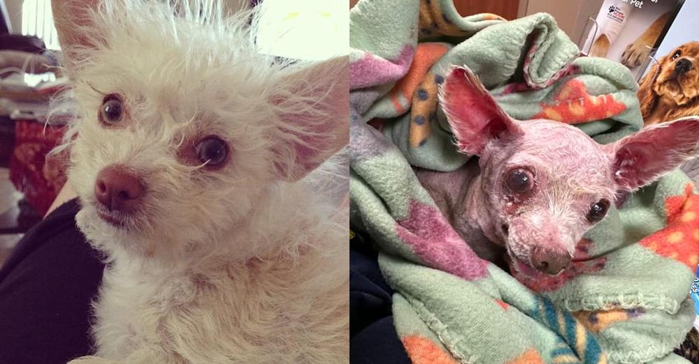 Chihuahua reunites with owner 9 years after being stolen: “Our baby is back”