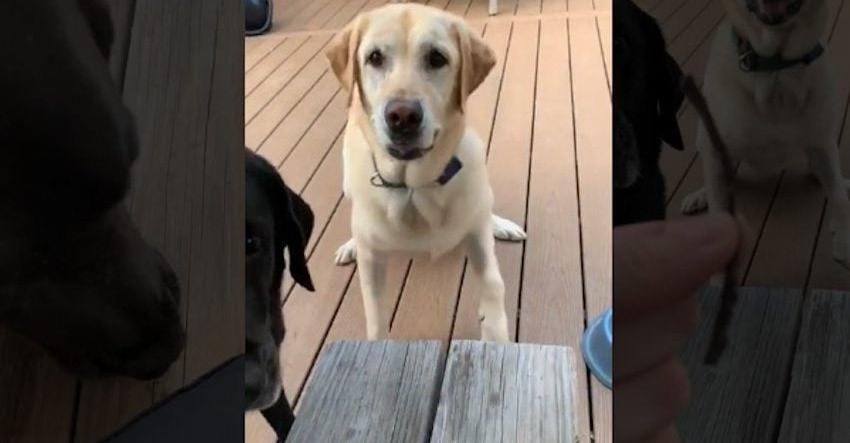 Dogs Proudly Bring Over The Tiniest Stick Ever To Play Fetch With