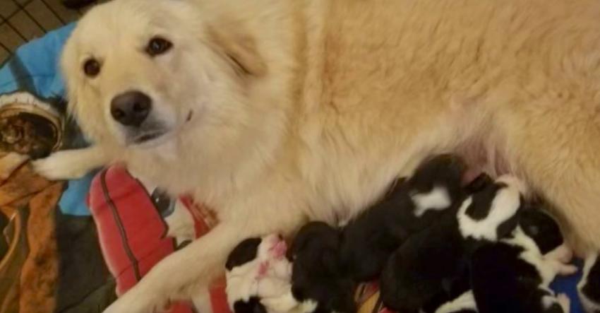 Mom was devastated when she lost her pups in a barn fire, but what they do for her is amazing