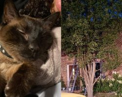 Hero cat saves family by waking them up during house fire, dies of smoke inhalation