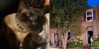 Hero cat saves family by waking them up during house fire, dies of smoke inhalation