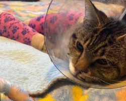 Cat miraculously survives after being cruelly thrown from 12th story balcony, now recovering