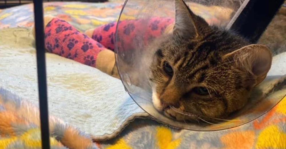Cat miraculously survives after being cruelly thrown from 12th story balcony, now recovering