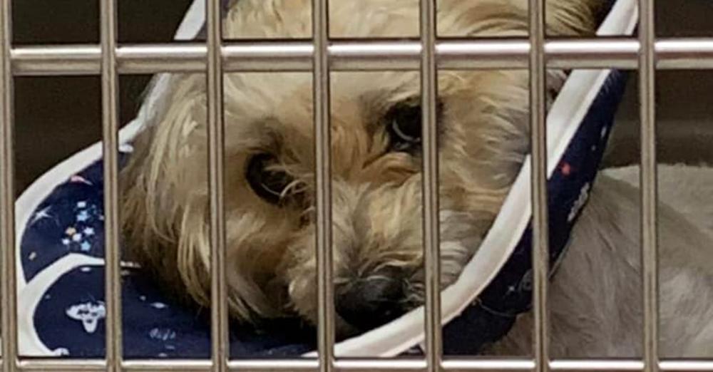1-year-old puppy was thrown from moving vehicle — community raises thousands to pay for her surgery