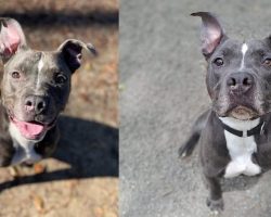 Three-legged dog has been in shelter for a year since being surrendered, still looking for a home