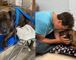 Cavers discover injured dog trapped in cave 40 feet down, rappel down to save his life: “A living miracle”