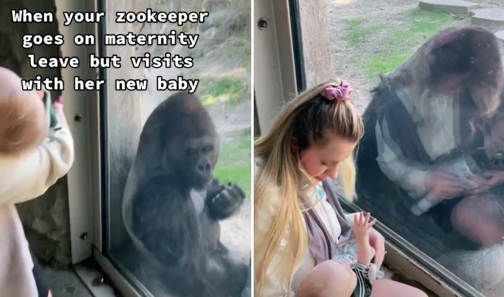 Zookeeper brings her newborn baby to meet her gorilla friends and they have the sweetest reactions