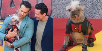 Peggy was named “Britain’s ugliest dog” — now she’s starring in movie with Ryan Reynolds and Hugh Jackman