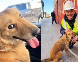 Connie, pregnant dog who was rescued from shipping container, dies after rare illness — rest in peace