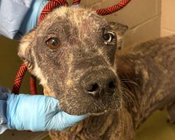 Rescue takes in neglected husky who “turned to stone” after severe mite infection