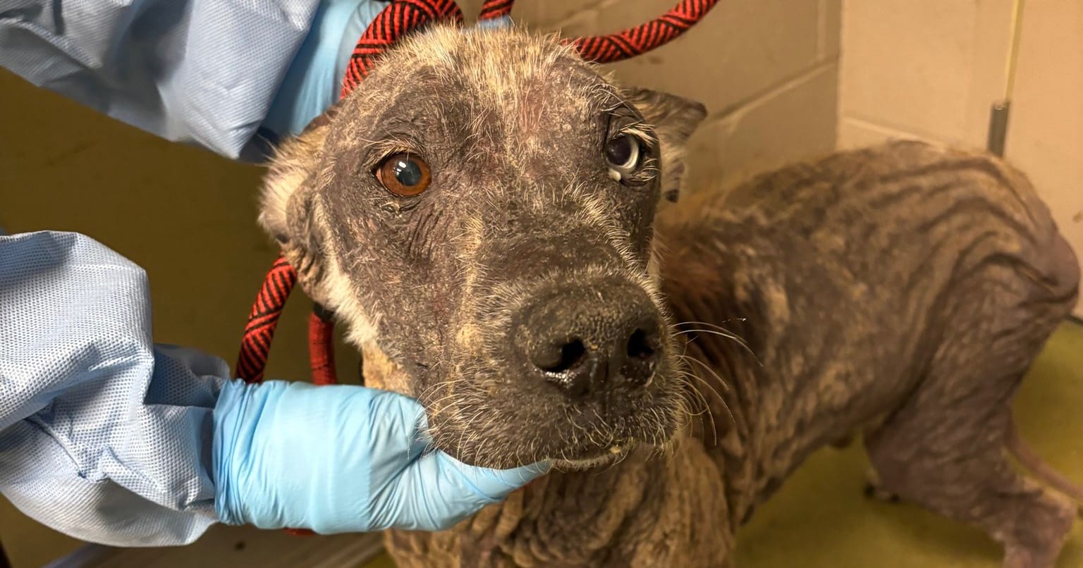 Rescue takes in neglected husky who “turned to stone” after severe mite infection
