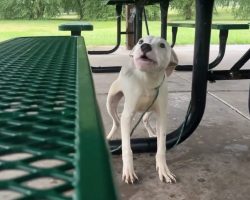 Puppy was left tied to park picnic table in the rain — rescuers save him