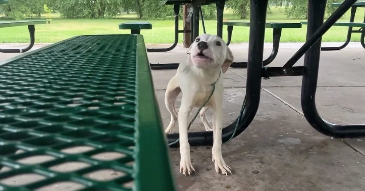 Puppy was left tied to park picnic table in the rain — rescuers save him