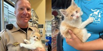 Trooper saves scared kitten from highway — then comes back to adopt her